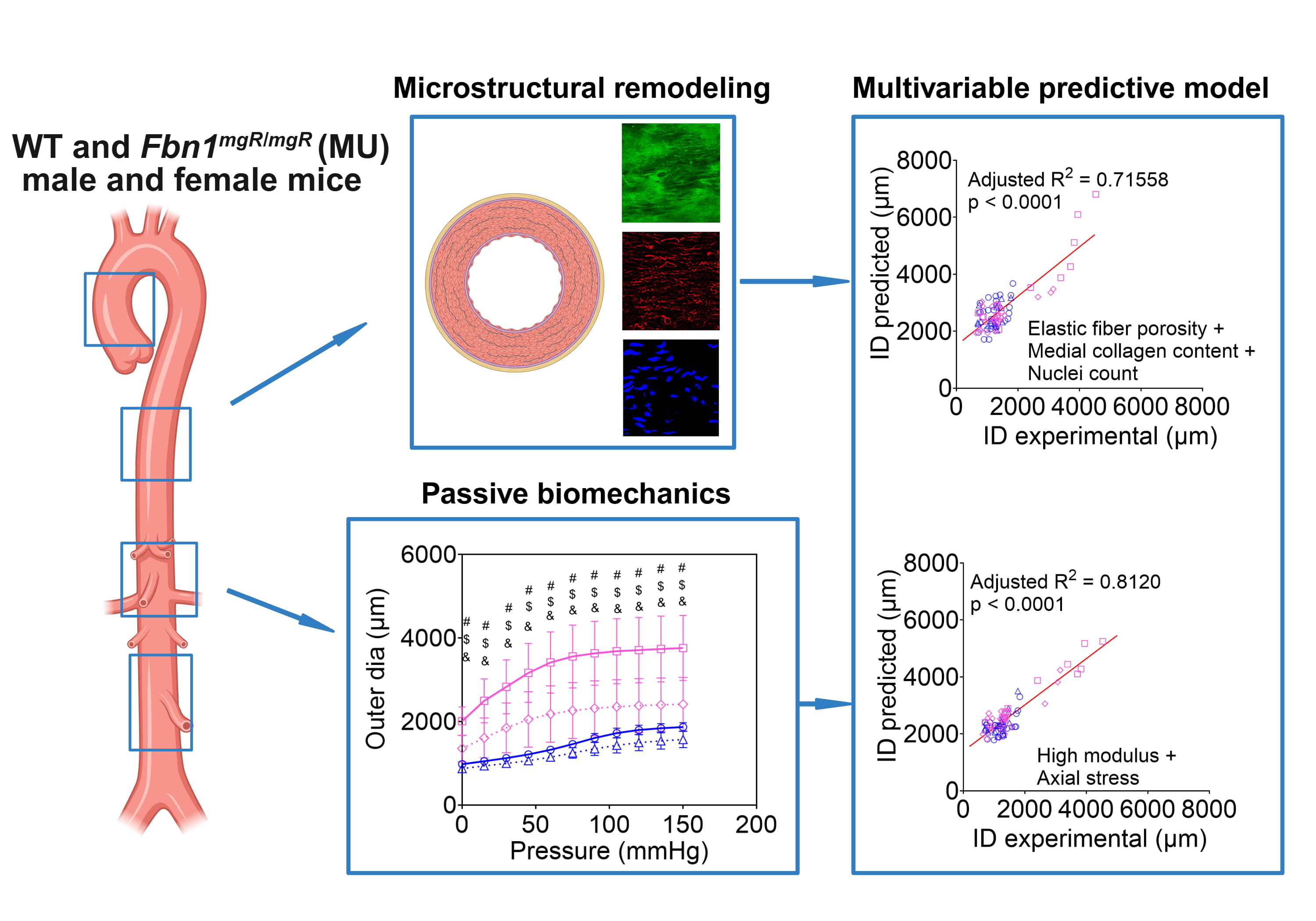 Diagram linking microstructural remodeling and passive biomechanics of wild-type and Marfan mouse aortas to a multivariable predictive model Diagram linking microstructural remodeling and passive biomechanics of wild-type and Marfan mouse aortas to a multivariable predictive model